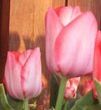 red tulips.jpg